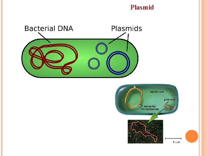Plasmid 
