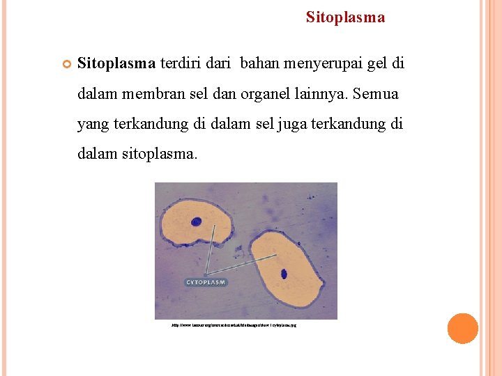 Sitoplasma terdiri dari bahan menyerupai gel di dalam membran sel dan organel lainnya. Semua