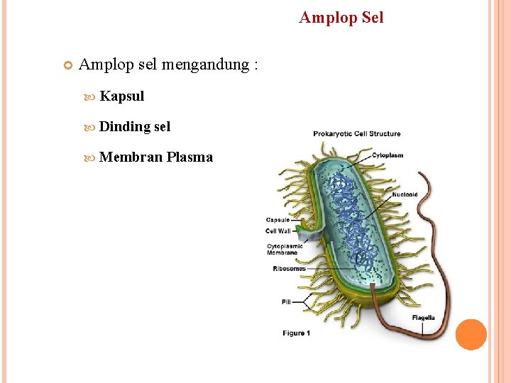 Amplop Sel Amplop sel mengandung : Kapsul Dinding sel Membran Plasma 