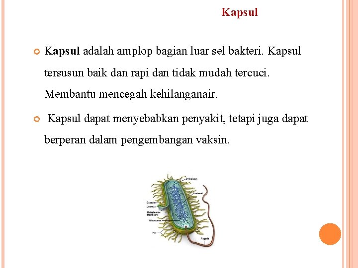 Kapsul adalah amplop bagian luar sel bakteri. Kapsul tersusun baik dan rapi dan tidak