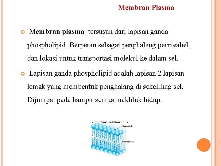 Membran Plasma Membran plasma tersusun dari lapisan ganda phospholipid. Berperan sebagai penghalang permeabel, dan