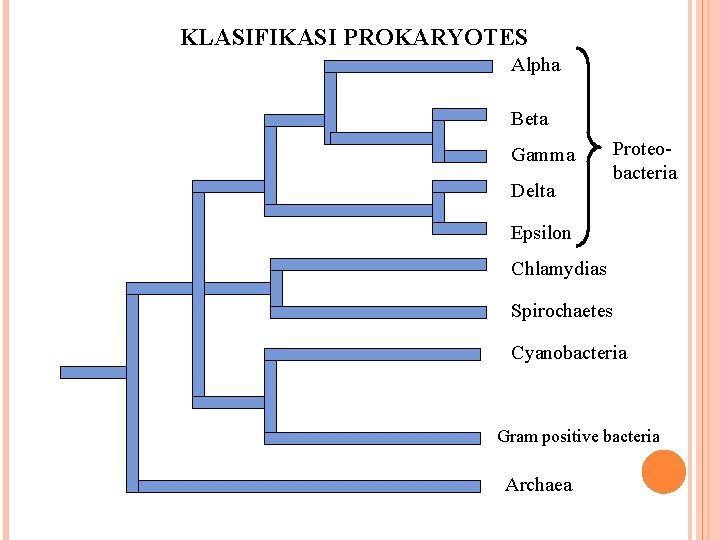 KLASIFIKASI PROKARYOTES Alpha Beta Gamma Delta Proteobacteria Epsilon Chlamydias Spirochaetes Cyanobacteria Gram positive bacteria