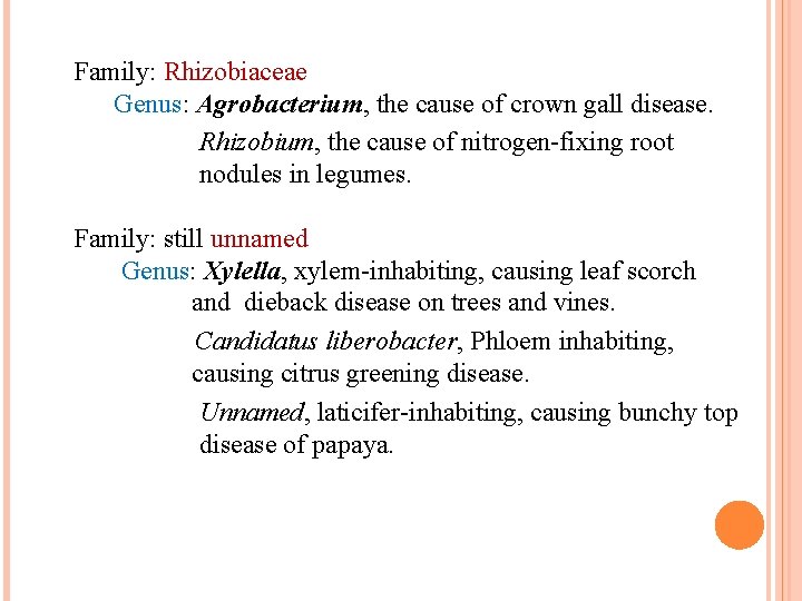 Family: Rhizobiaceae Genus: Agrobacterium, the cause of crown gall disease. Rhizobium, the cause of