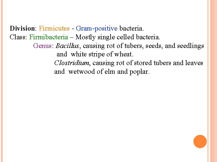 Division: Firmicutes - Gram-positive bacteria. Class: Firmibacteria – Mostly single celled bacteria. Genus: Bacillus,