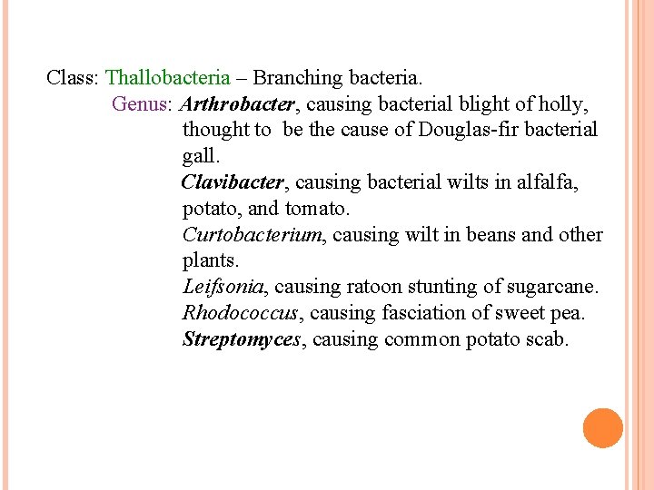 Class: Thallobacteria – Branching bacteria. Genus: Arthrobacter, causing bacterial blight of holly, thought to