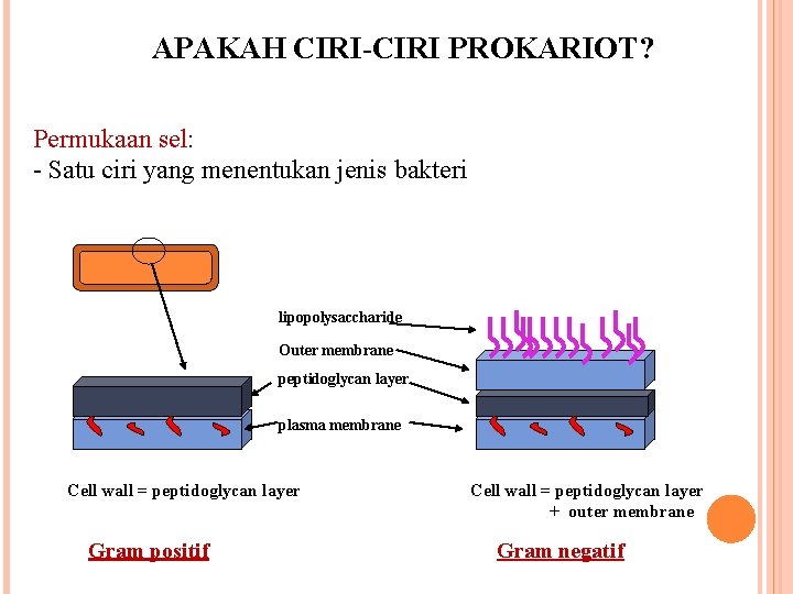 APAKAH CIRI-CIRI PROKARIOT? Permukaan sel: - Satu ciri yang menentukan jenis bakteri lipopolysaccharide Outer