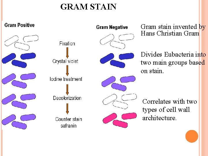 GRAM STAIN 9 Gram stain invented by Hans Christian Gram Divides Eubacteria into two