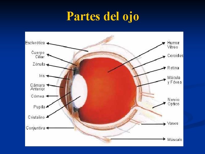 Partes del ojo 