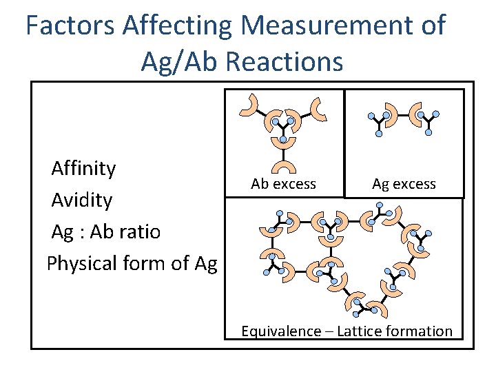 Factors Affecting Measurement of Ag/Ab Reactions Affinity Avidity Ag : Ab ratio Physical form