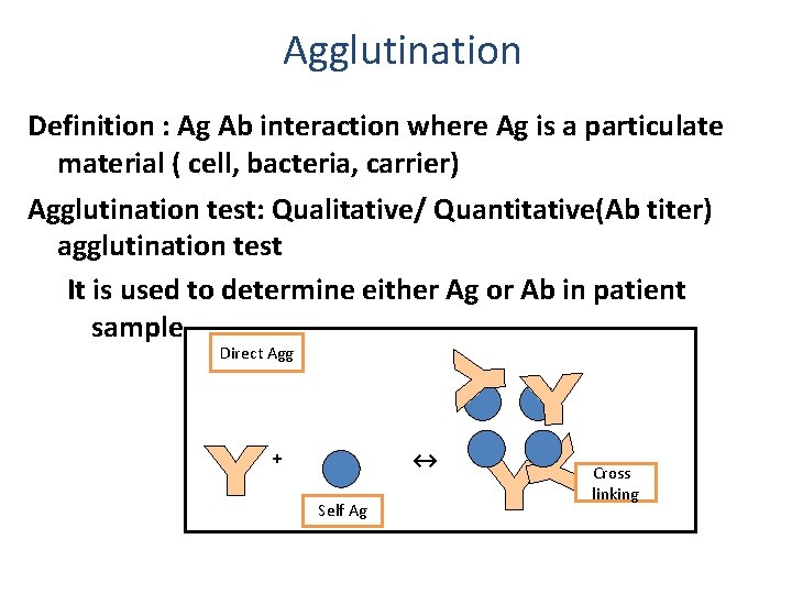 Agglutination Definition : Ag Ab interaction where Ag is a particulate material ( cell,