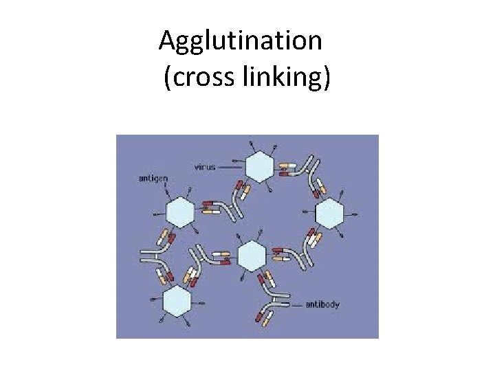Agglutination (cross linking) 