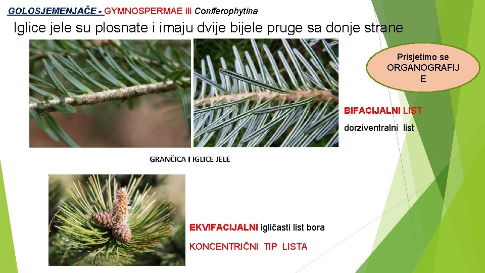  GOLOSJEMENJAČE - GYMNOSPERMAE ili Coniferophytina Iglice jele su plosnate i imaju dvije bijele