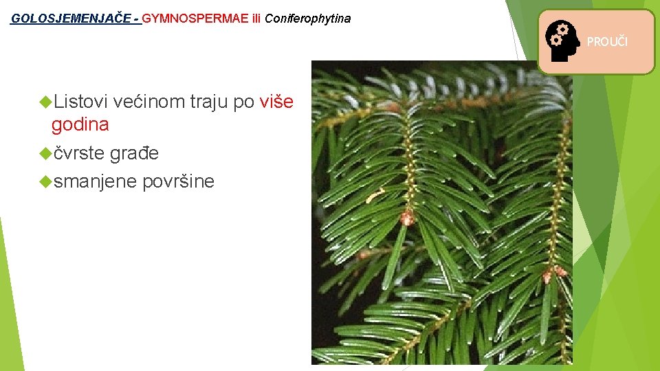  GOLOSJEMENJAČE - GYMNOSPERMAE ili Coniferophytina PROUČI Listovi većinom traju po više godina čvrste