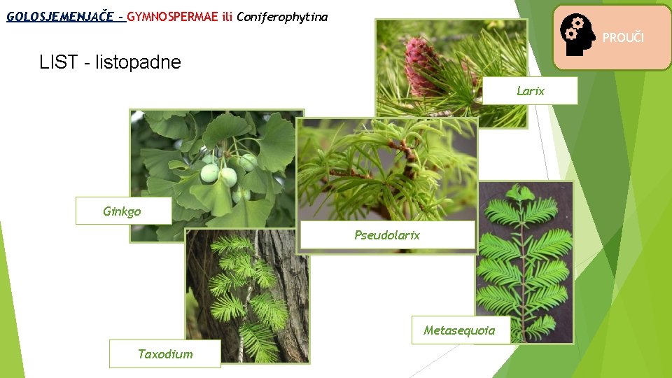 GOLOSJEMENJAČE - GYMNOSPERMAE ili Coniferophytina PROUČI LIST - listopadne Larix Ginkgo Pseudolarix Metasequoia Taxodium