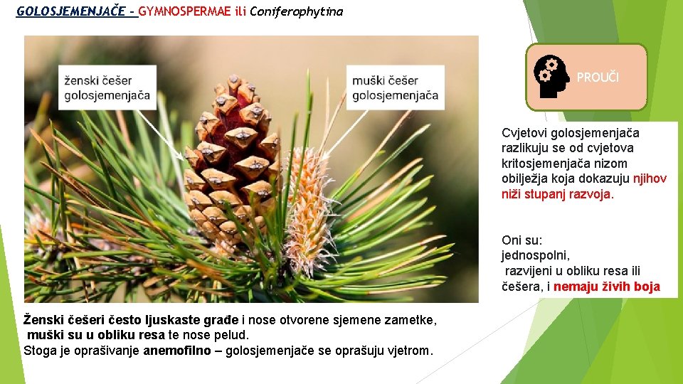 GOLOSJEMENJAČE - GYMNOSPERMAE ili Coniferophytina PROUČI Cvjetovi golosjemenjača razlikuju se od cvjetova kritosjemenjača nizom