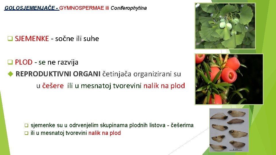  GOLOSJEMENJAČE - GYMNOSPERMAE ili Coniferophytina SJEMENKE - sočne ili suhe PLOD - se