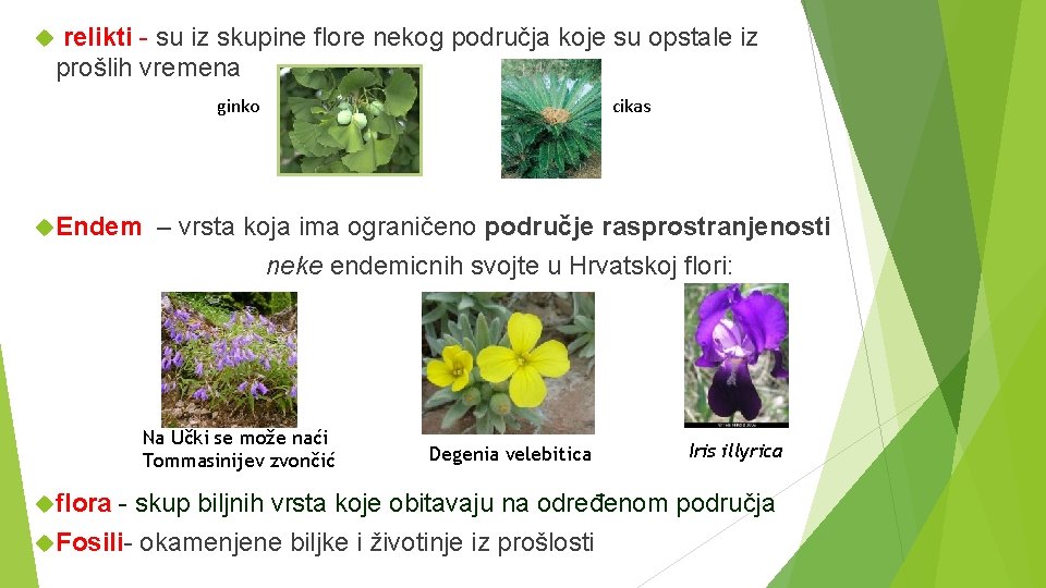  relikti - su iz skupine flore nekog područja koje su opstale iz prošlih