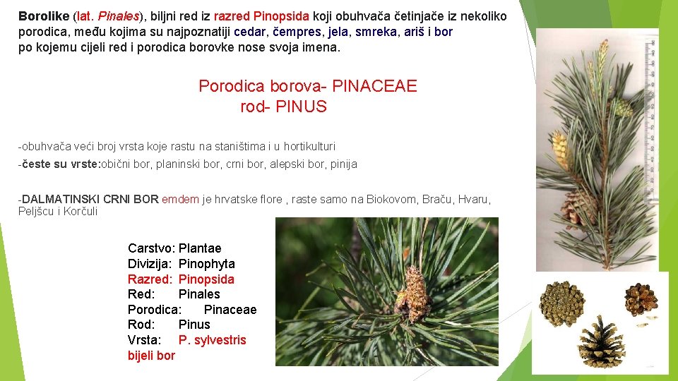 Borolike (lat. Pinales), biljni red iz razred Pinopsida koji obuhvača četinjače iz nekoliko porodica,