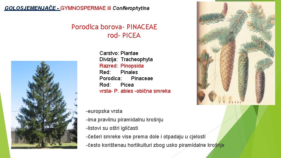  GOLOSJEMENJAČE - GYMNOSPERMAE ili Coniferophytina Porodica borova- PINACEAE rod- PICEA Carstvo: Plantae Divizija: