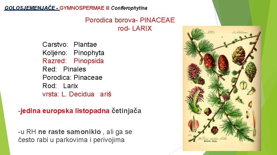  GOLOSJEMENJAČE - GYMNOSPERMAE ili Coniferophytina Porodica borova- PINACEAE rod- LARIX Carstvo: Plantae Koljeno: