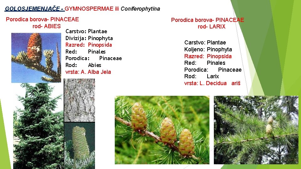  GOLOSJEMENJAČE - GYMNOSPERMAE ili Coniferophytina Porodica borova- PINACEAE rod- ABIES Carstvo: Plantae Divizija: