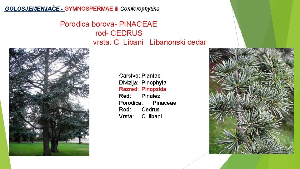  GOLOSJEMENJAČE - GYMNOSPERMAE ili Coniferophytina Porodica borova- PINACEAE rod- CEDRUS vrsta: C. Libani