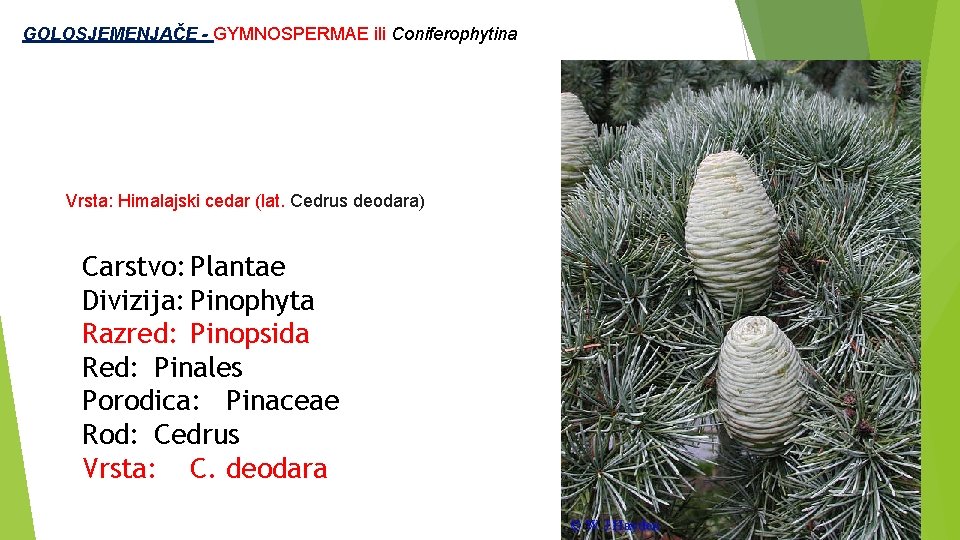  GOLOSJEMENJAČE - GYMNOSPERMAE ili Coniferophytina Vrsta: Himalajski cedar (lat. Cedrus deodara) Carstvo: Plantae