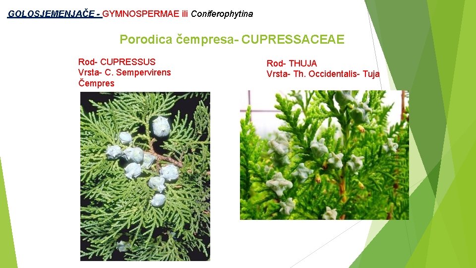  GOLOSJEMENJAČE - GYMNOSPERMAE ili Coniferophytina Porodica čempresa- CUPRESSACEAE Rod- CUPRESSUS Vrsta- C. Sempervirens