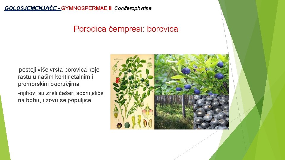  GOLOSJEMENJAČE - GYMNOSPERMAE ili Coniferophytina Porodica čempresi: borovica postoji više vrsta borovica koje