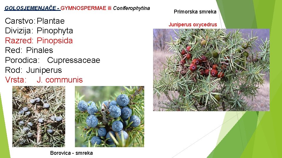  GOLOSJEMENJAČE - GYMNOSPERMAE ili Coniferophytina Carstvo: Plantae Divizija: Pinophyta Razred: Pinopsida Red: Pinales
