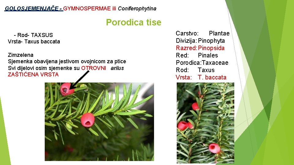  GOLOSJEMENJAČE - GYMNOSPERMAE ili Coniferophytina Porodica tise - Rod- TAXSUS Vrsta- Taxus baccata