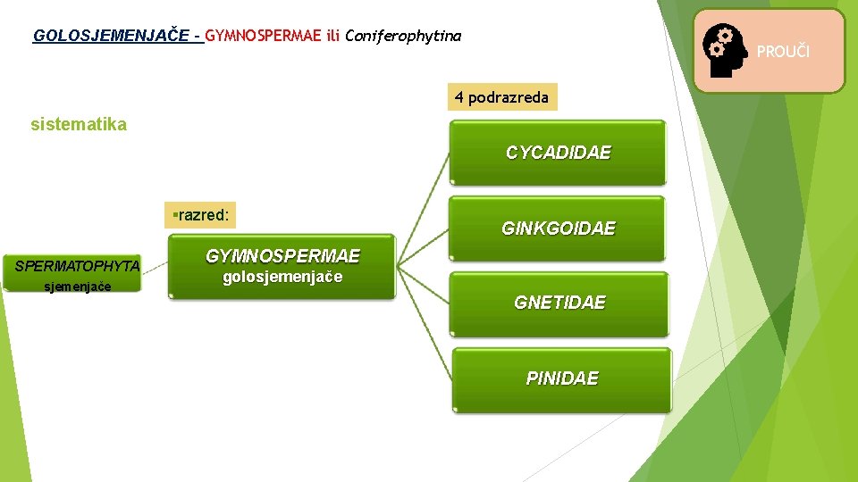 GOLOSJEMENJAČE - GYMNOSPERMAE ili Coniferophytina PROUČI 4 podrazreda sistematika CYCADIDAE razred: SPERMATOPHYTA sjemenjače GINKGOIDAE