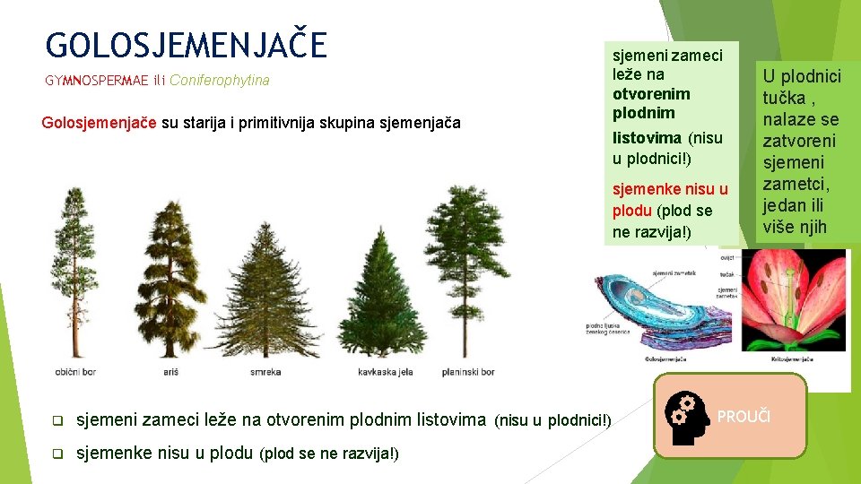 GOLOSJEMENJAČE GYMNOSPERMAE ili Coniferophytina Golosjemenjače su starija i primitivnija skupina sjemenjača sjemeni zameci leže