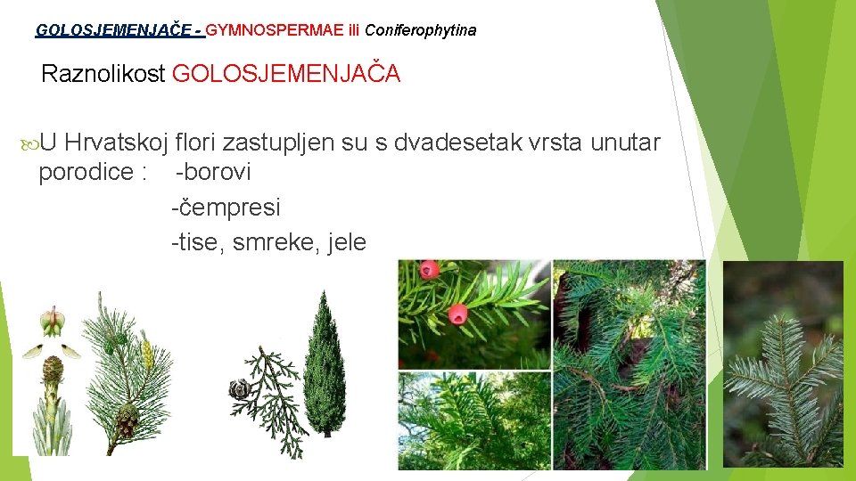  GOLOSJEMENJAČE - GYMNOSPERMAE ili Coniferophytina Raznolikost GOLOSJEMENJAČA U Hrvatskoj flori zastupljen su s