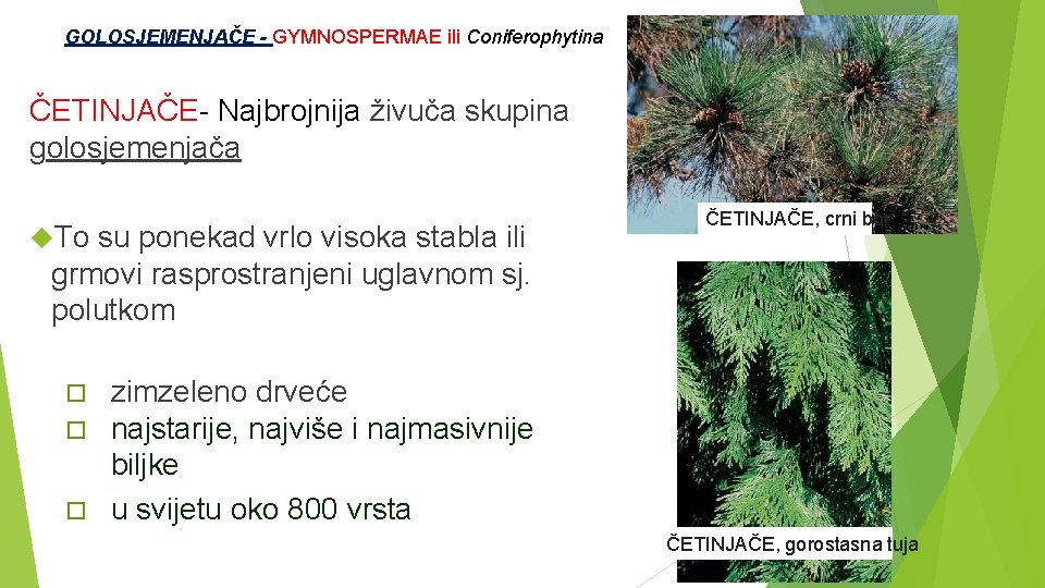  GOLOSJEMENJAČE - GYMNOSPERMAE ili Coniferophytina ČETINJAČE- Najbrojnija živuča skupina golosjemenjača To su ponekad