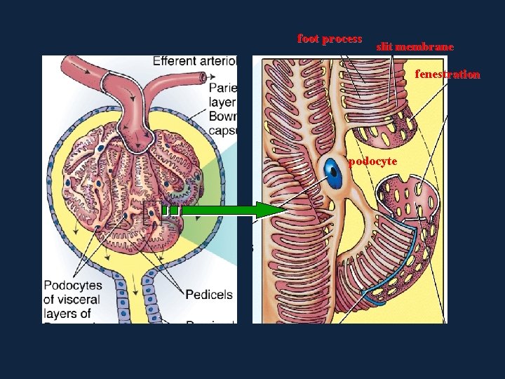 foot process slit membrane fenestration podocyte 