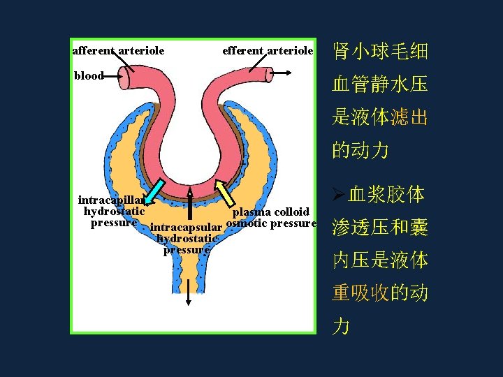 afferent arteriole efferent arteriole blood 肾小球毛细 血管静水压 是液体滤出 的动力 intracapillary hydrostatic plasma colloid pressure