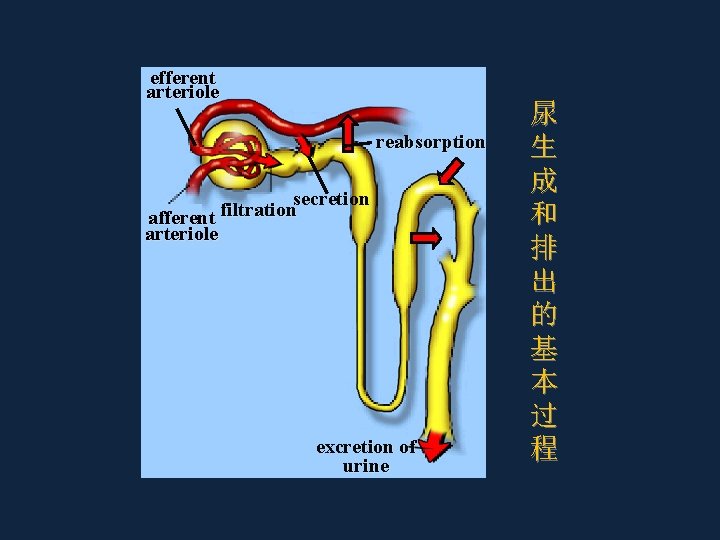 efferent arteriole reabsorption secretion filtration afferent arteriole excretion of urine 尿 生 成 和