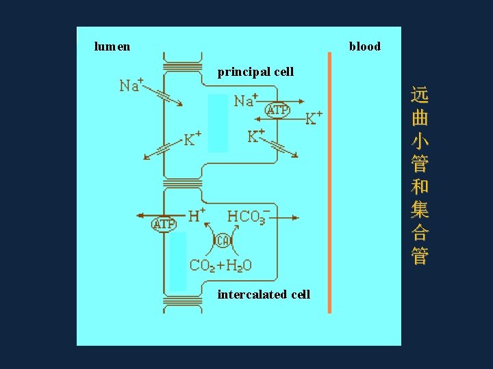 lumen blood principal cell 远 曲 小 管 和 集 合 管 intercalated cell