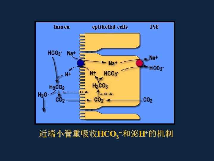 lumen epithelial cells ISF 近端小管重吸收HCO 3 和泌H+的机制 