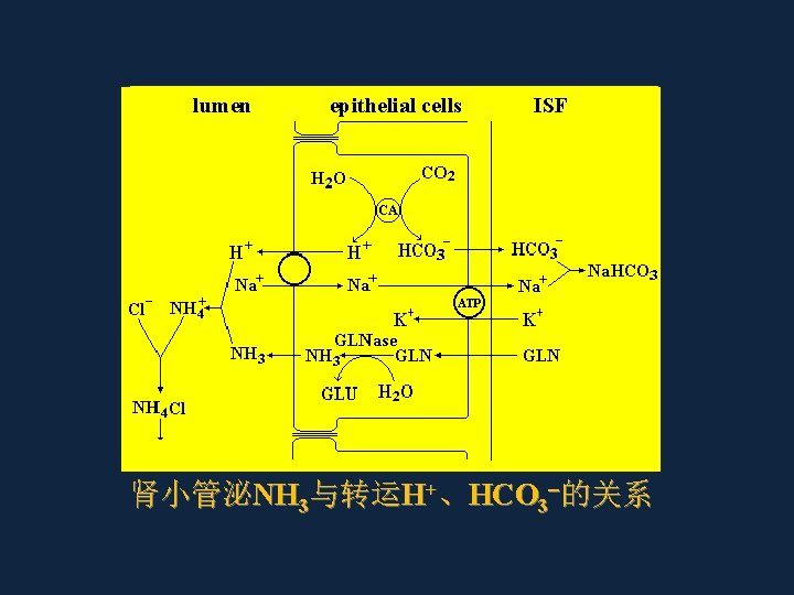 lumen epithelial cells ISF 肾小管泌NH 3与转运H+、HCO 3 的关系 
