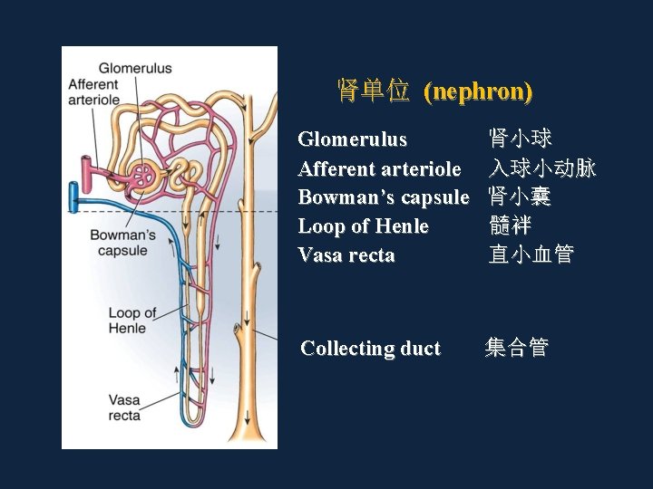 肾单位 (nephron) Glomerulus Afferent arteriole Bowman’s capsule Loop of Henle Vasa recta 肾小球 入球小动脉