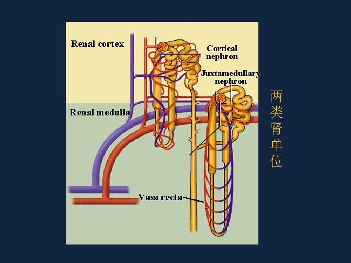 Renal cortex Cortical nephron Juxtamedullary nephron 两 类 肾 单 位 Renal medulla Vasa