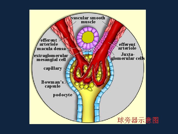 vascular smooth muscle efferent arteriole macula densa extraglomerular mesangial cell efferent arteriole Juxtaglomerular cells