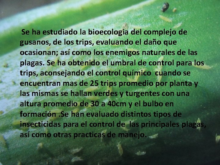 Se ha estudiado la bioecologia del complejo de gusanos, de los trips, evaluando el