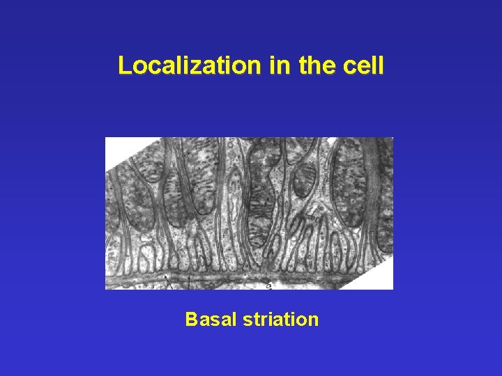 Localization in the cell Basal striation 