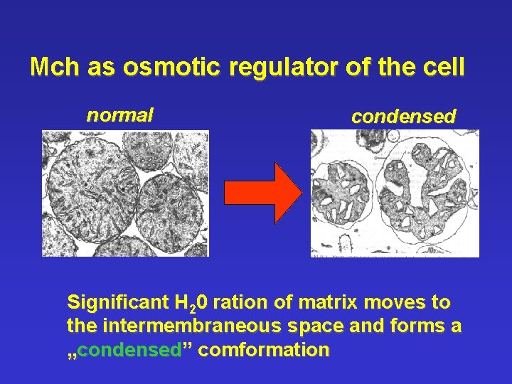 Mch as osmotic regulator of the cell normal condensed Significant H 20 ration of