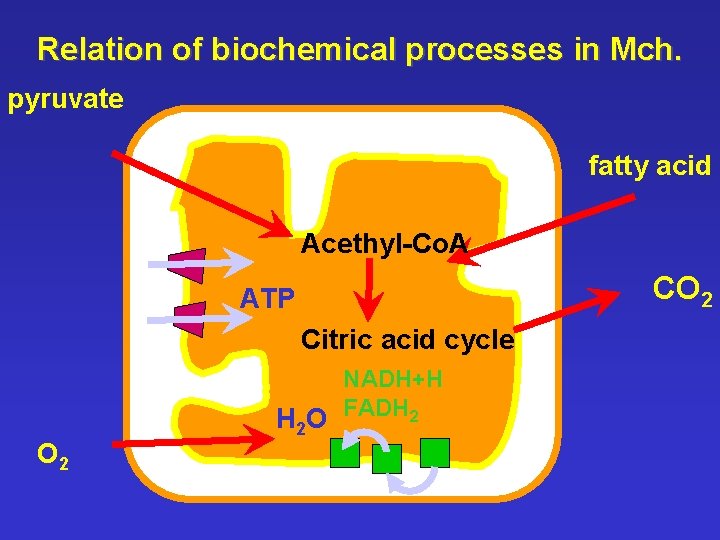 Relation of biochemical processes in Mch. pyruvate fatty acid Acethyl-Co. A CO 2 ATP
