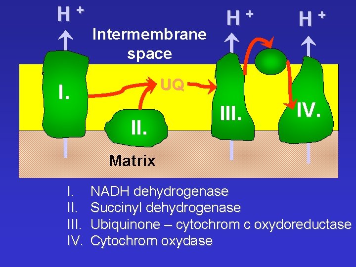 H+ Intermembrane space H+ H+ UQ I. II. IV. Matrix I. III. IV. NADH