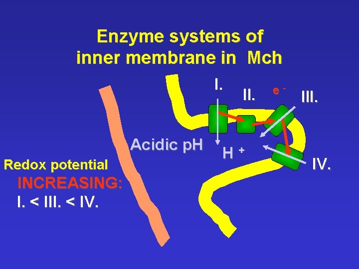 Enzyme systems of inner membrane in Mch I. Acidic p. H Redox potential INCREASING: